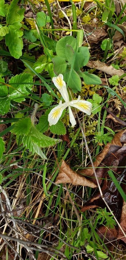 Iris chrysophylla flower