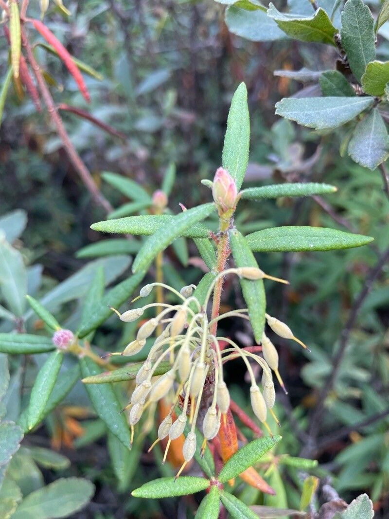 Ledum groenlandicum fruit