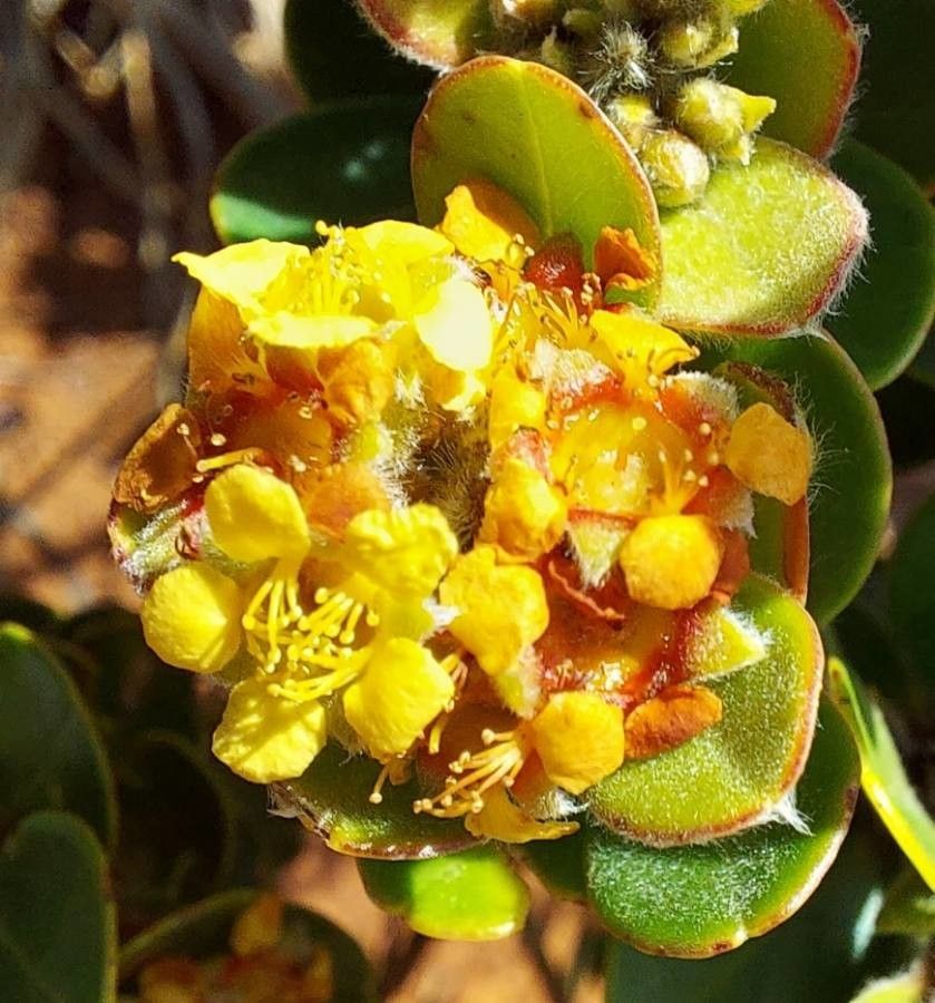 Tristaniopsis callobuxus flower