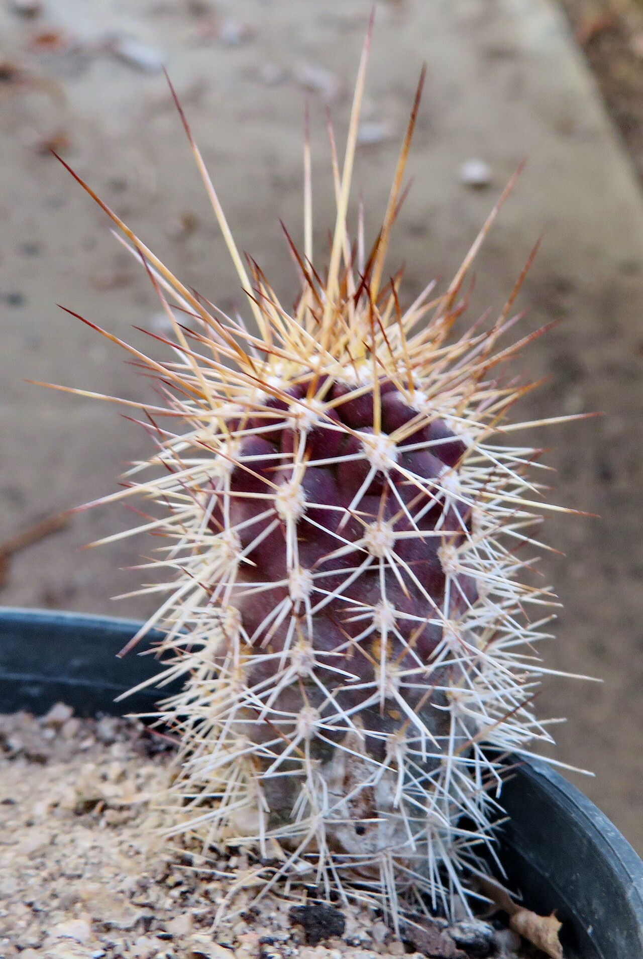 Soehrensia thelegonoides — houseplant care guide