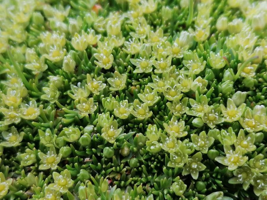 Minuartia sedoides flower