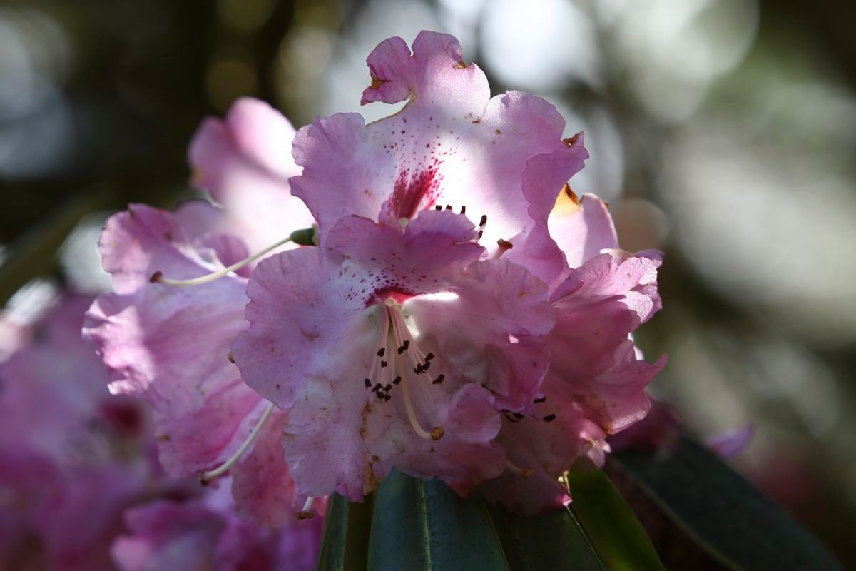 Rhododendron × geraldii — houseplant care guide