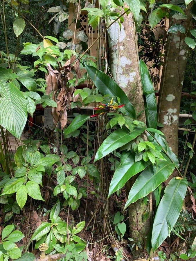 Heliconia mathiasiae — search result for 'Heliconia'