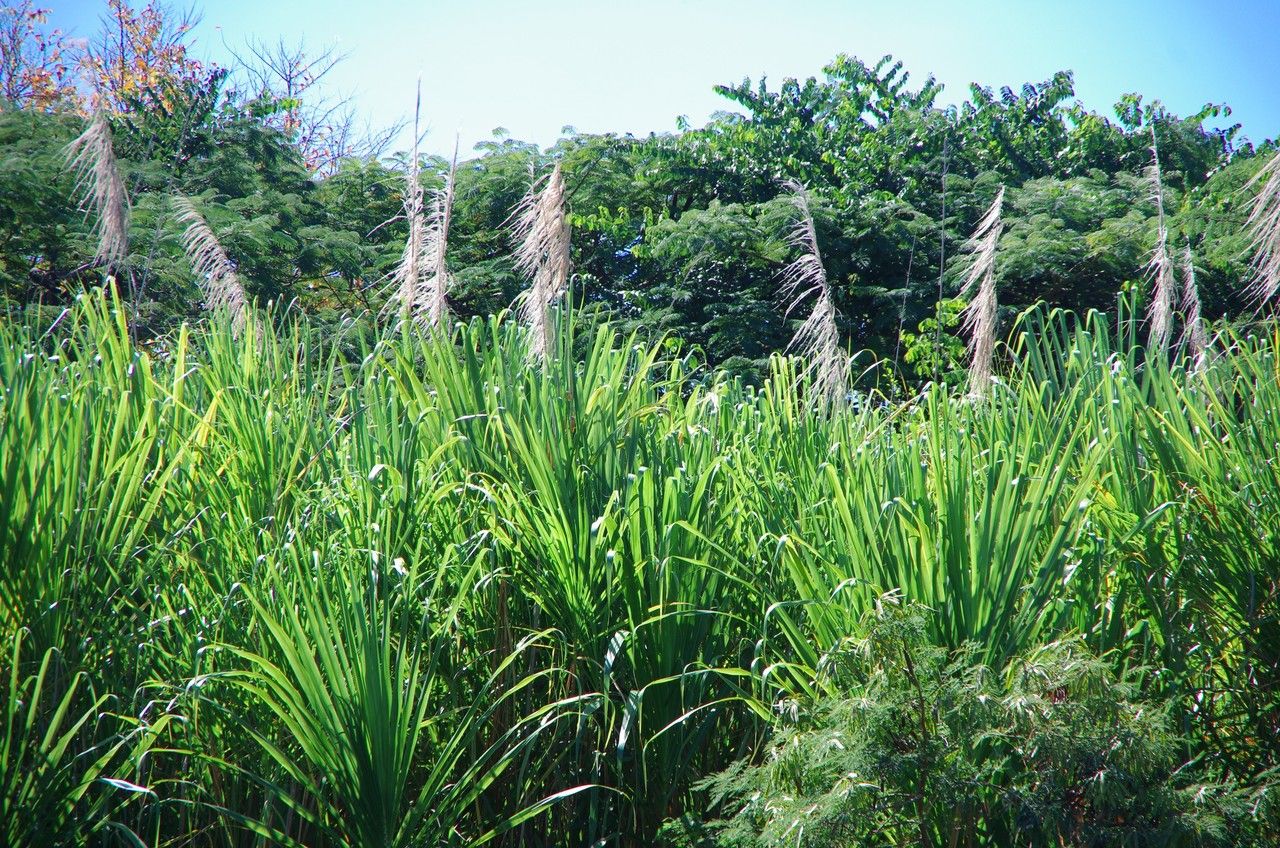 Gynerium sagittatum habit