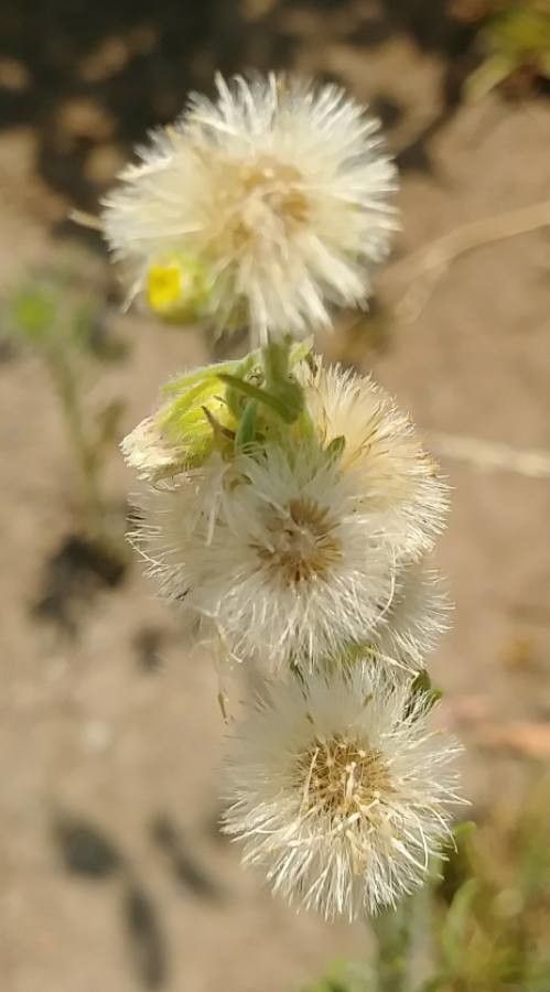 Conyza floribunda flower