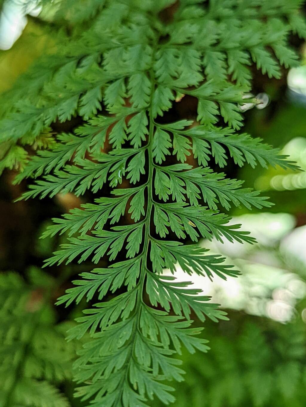 Davallia trichomanoides — search result for 'Davalliaceae'