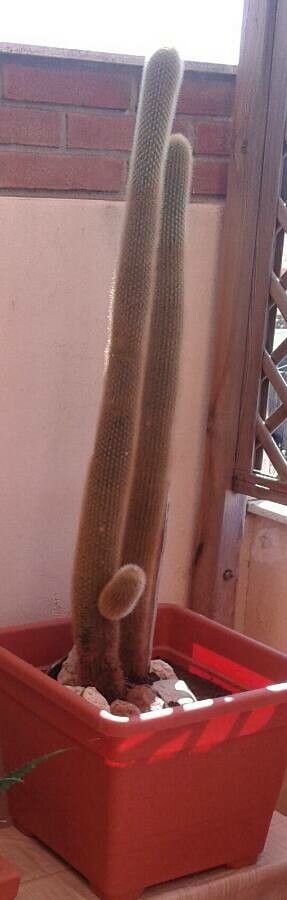 Cleistocactus micropetalus habit