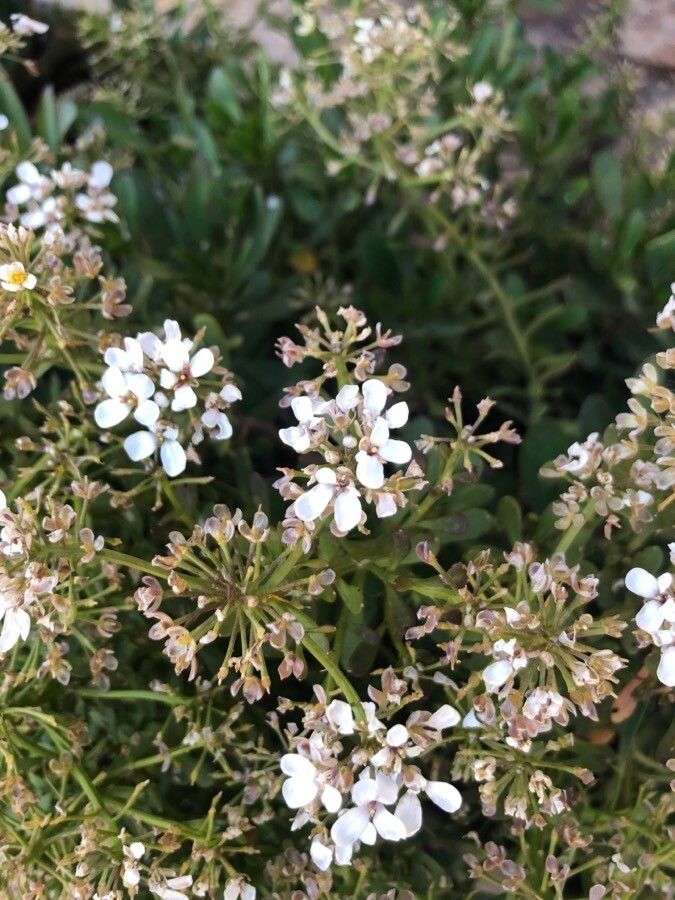 Iberis carnosa flower