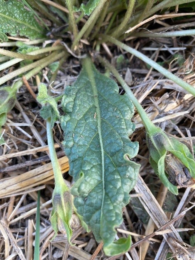 Mandragora autumnalis leaf