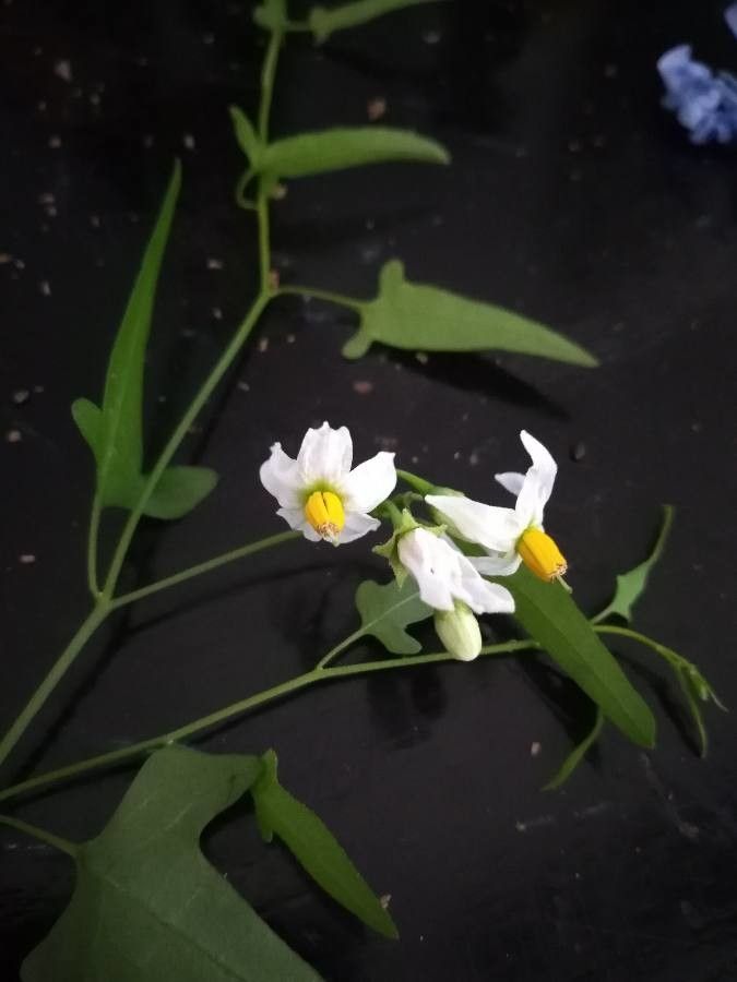 Solanum triquetrum flower