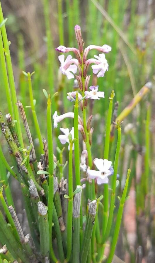 Mulguraea scoparia flower