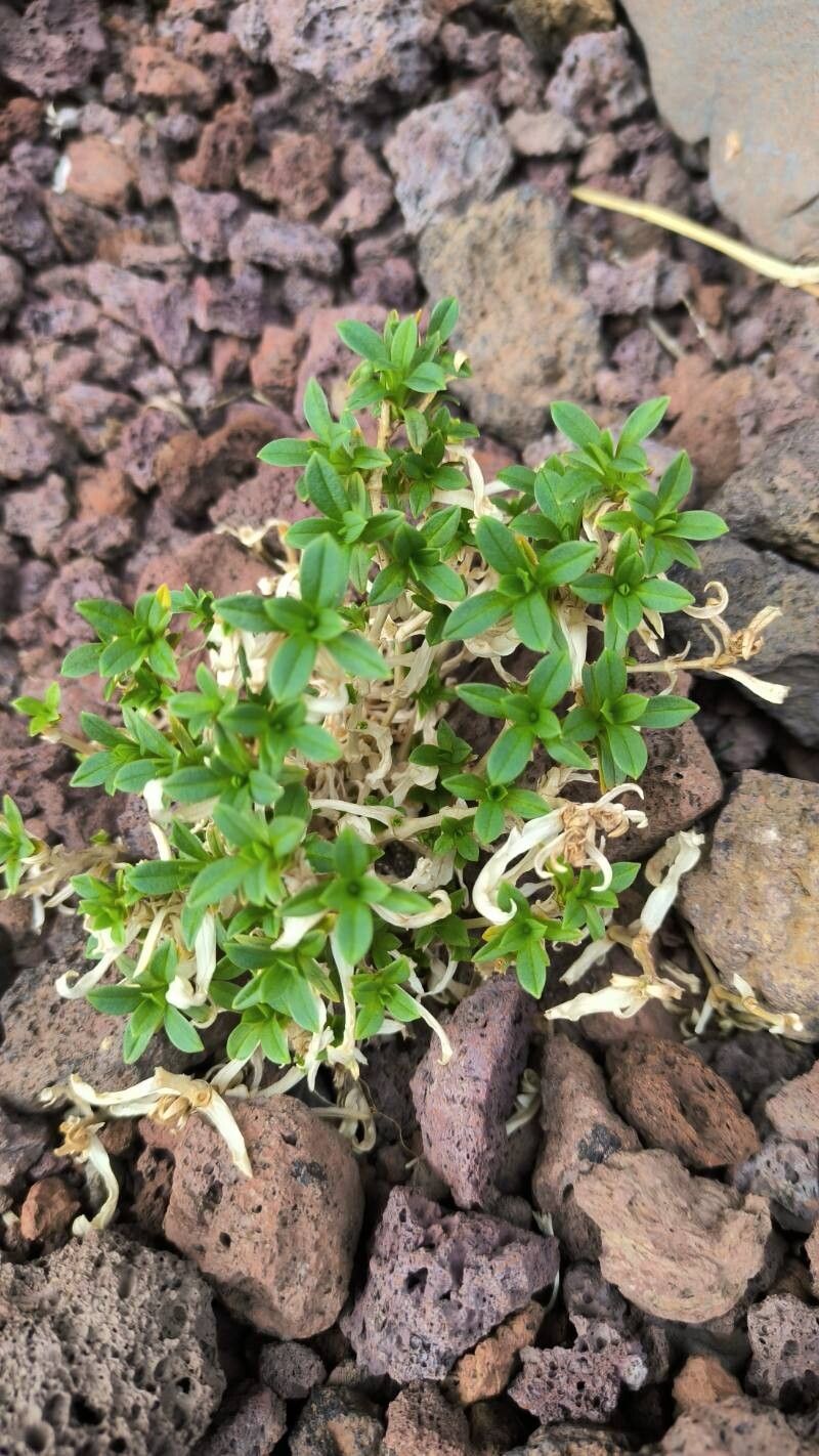 Cerastium sventenii — houseplant care guide