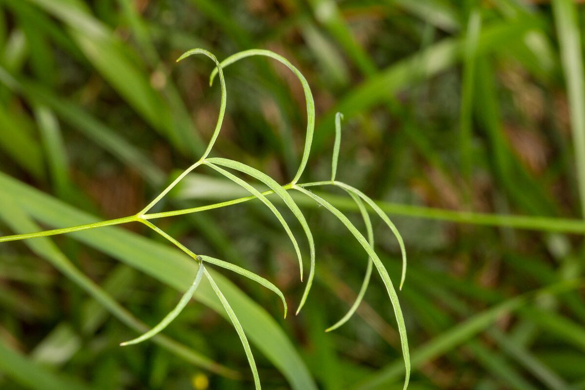 Laserpitium peucedanoides — related species from the same genus