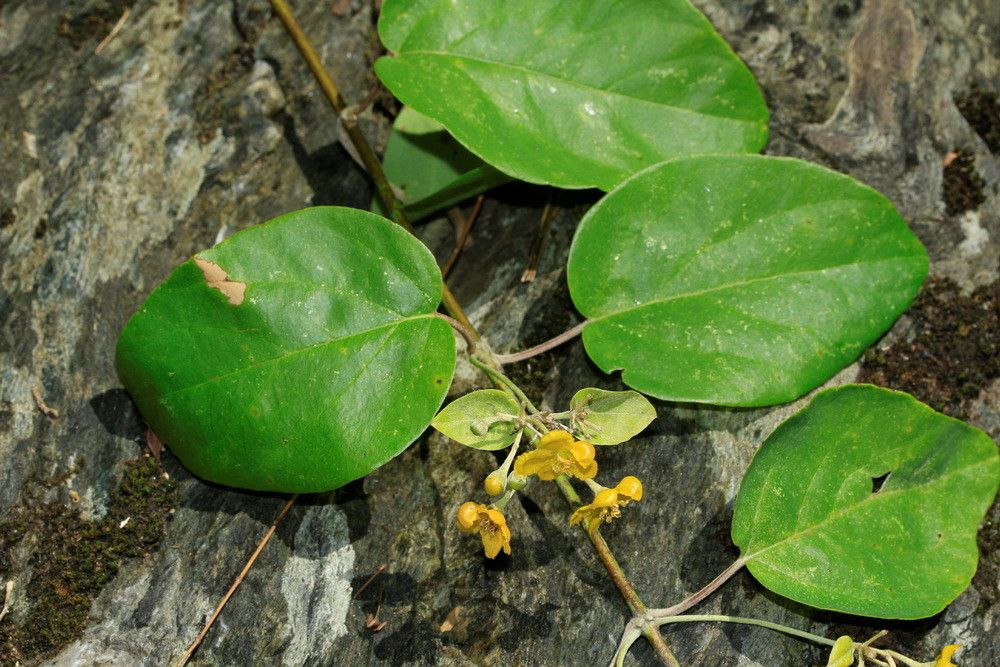 Stigmaphyllon mackeeanum habit