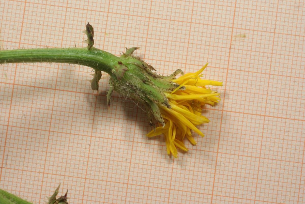 Picris sinuata flower