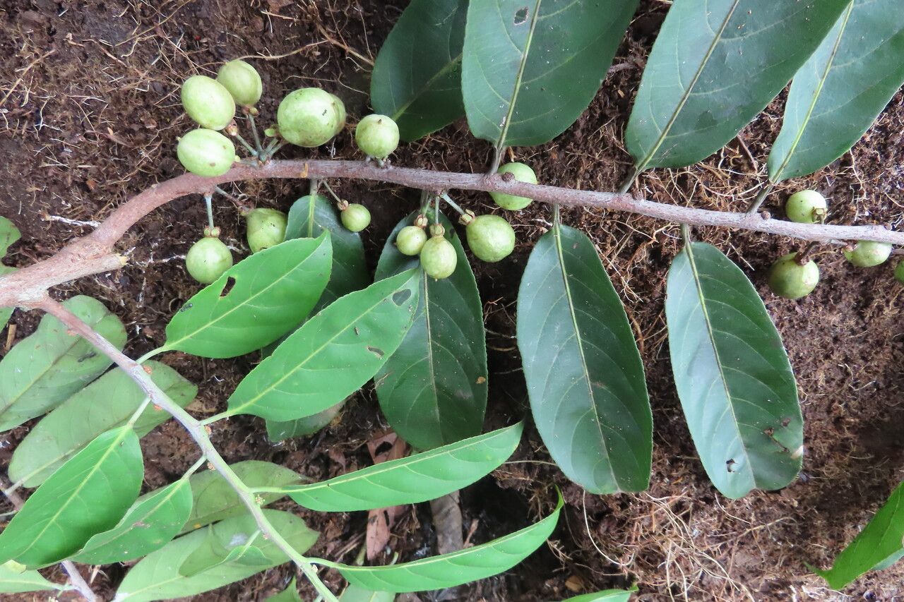 Casearia bicolor leaf