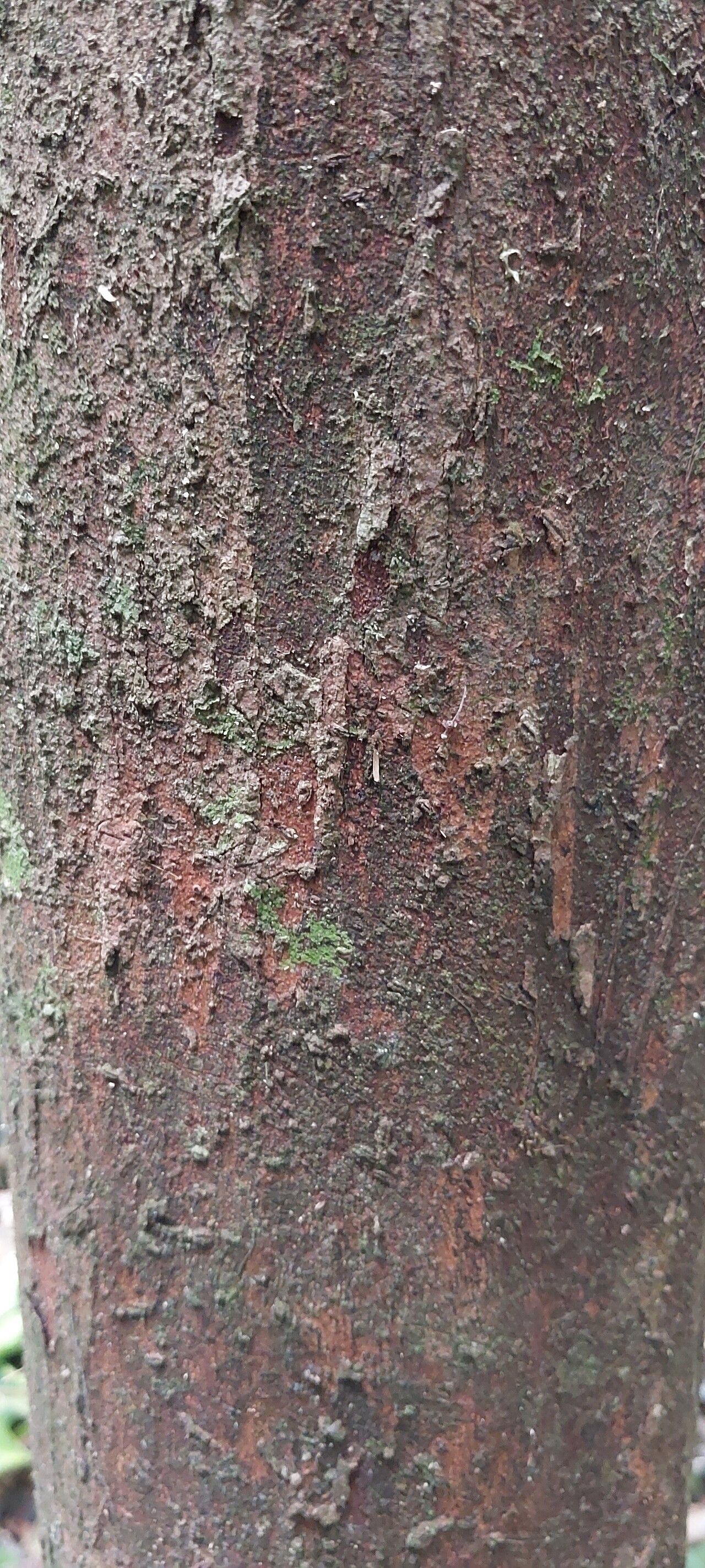 Xylopia aurantiiodora bark