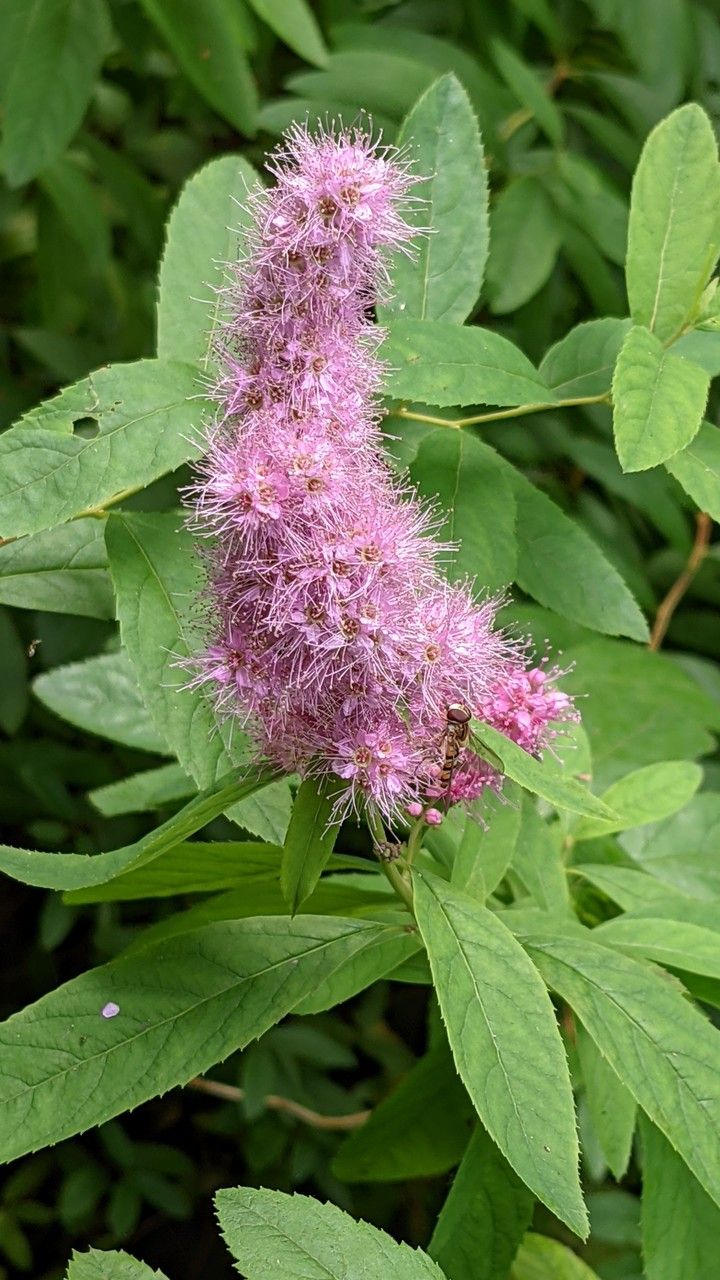 Spiraea salicifolia flower