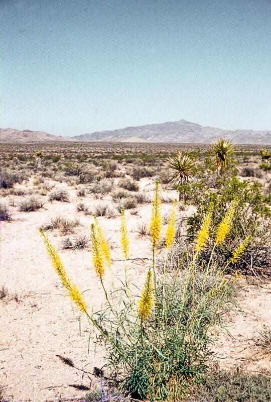 Stanleya pinnata flower