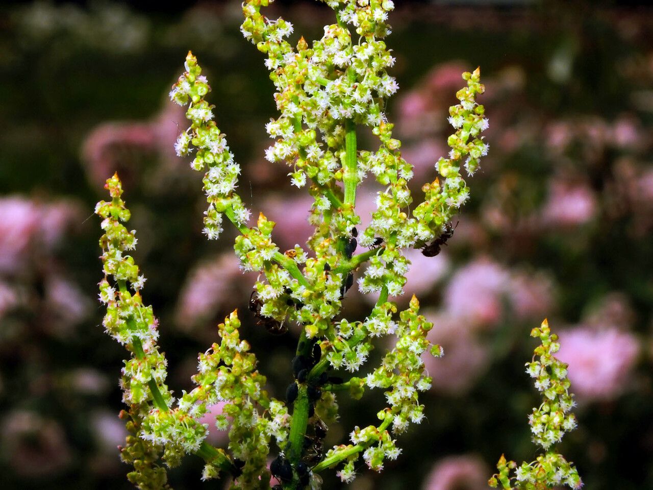 Chenopodium polyspermum flower