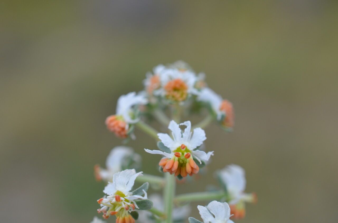 Reseda jacquini flower