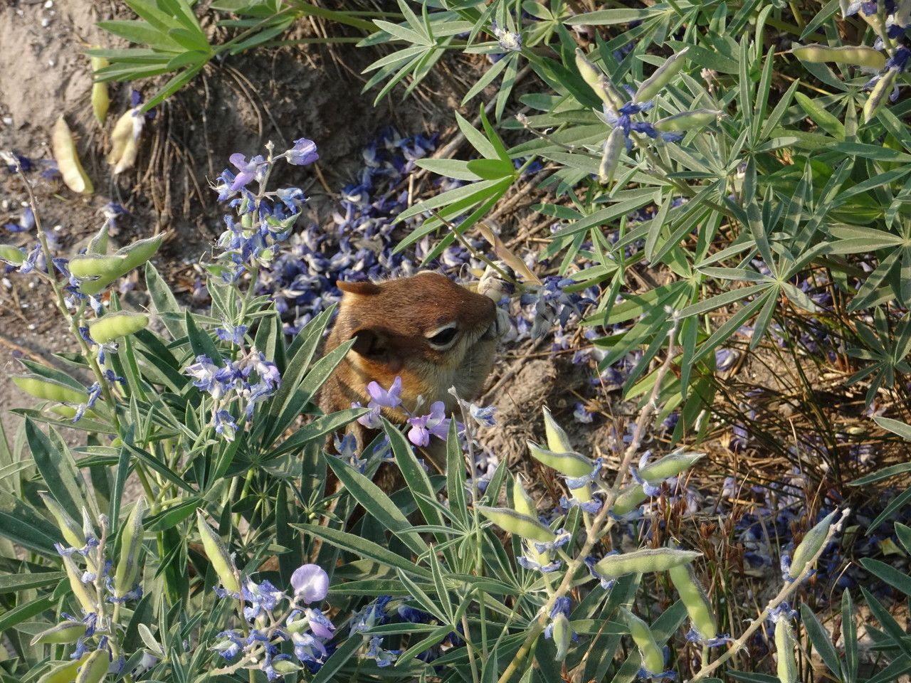 Lupinus latifolius habit
