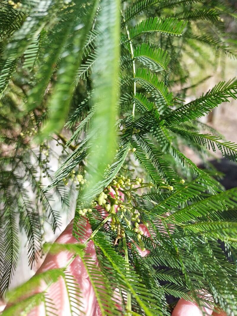Acacia decurrens leaf