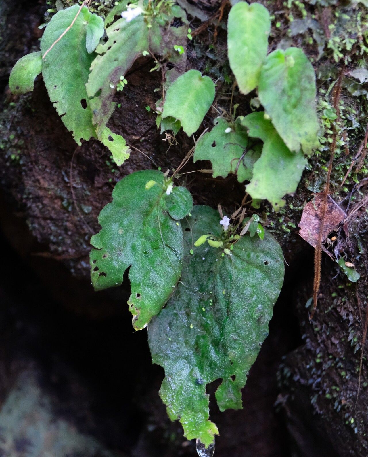 Streptocarpus brevistamineus habit
