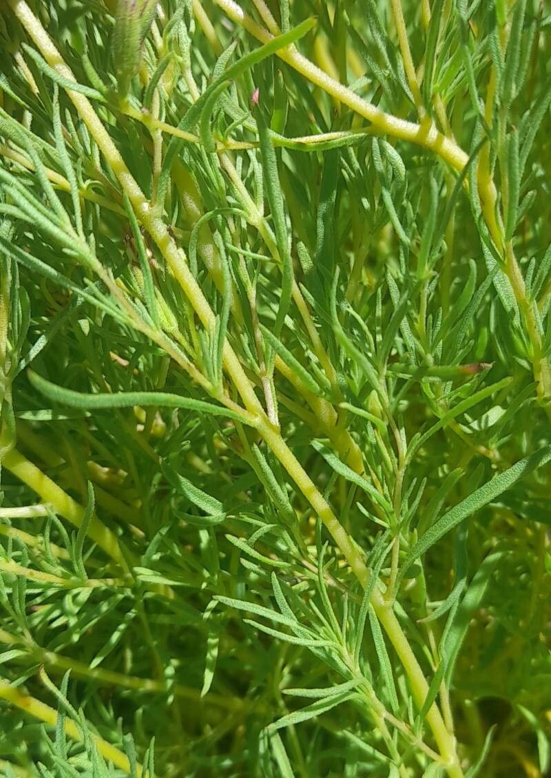 Stevia satureiifolium leaf