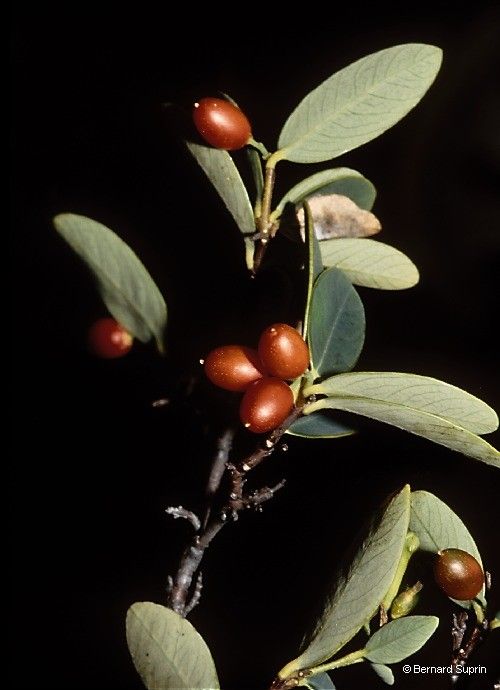 Wikstroemia indica fruit