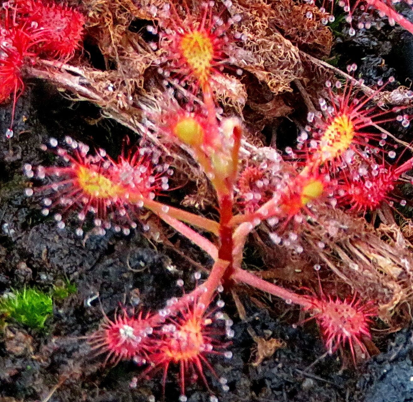 Drosera madagascariensis
