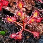 Drosera madagascariensis