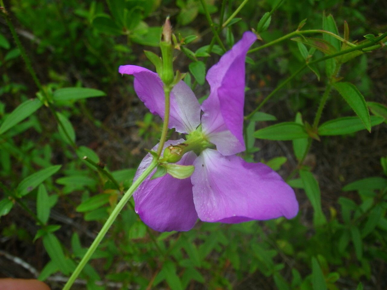 Rhexia cubensis flower