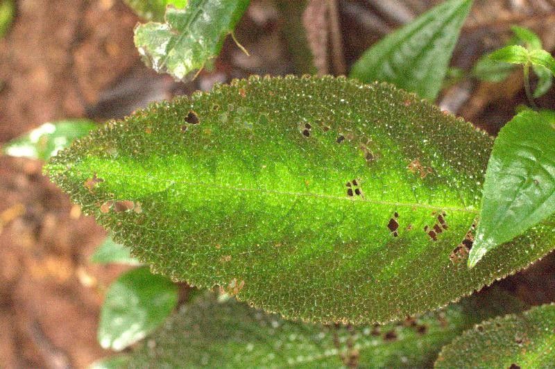 Nautilocalyx pictus — search result for 'Nautilocalyx'