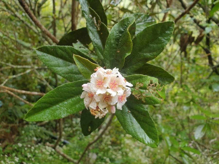 Dombeya ferruginea flower