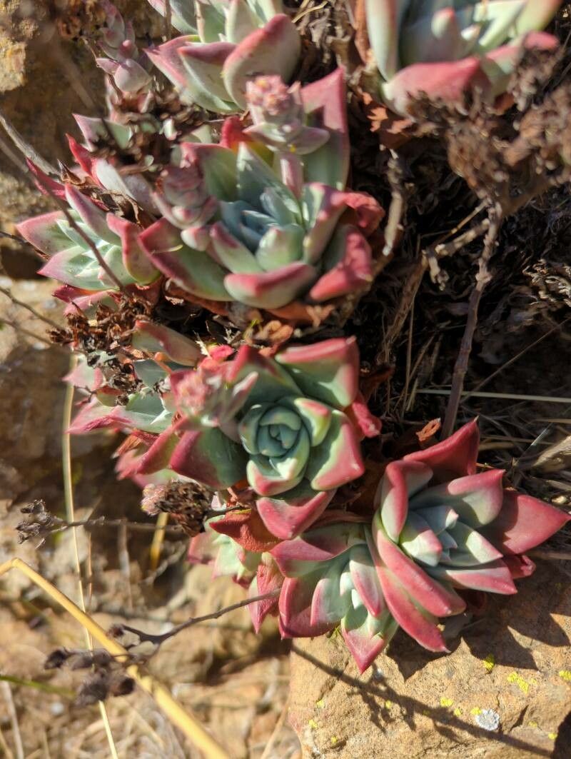 Dudleya farinosa leaf