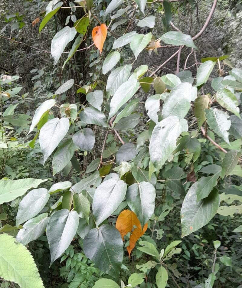 Croton piluliferus leaf