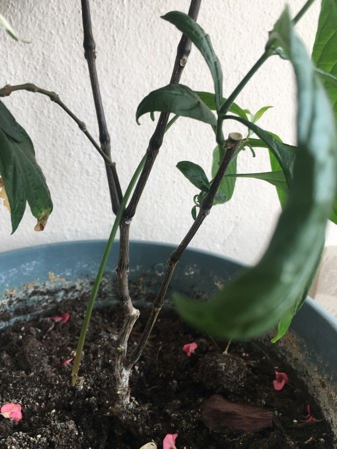 Pachystachys lutea bark