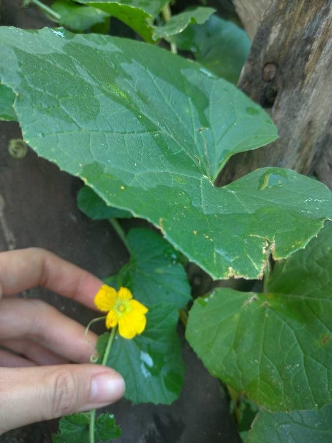 Cucumis engleri — search result for 'Cucumis'