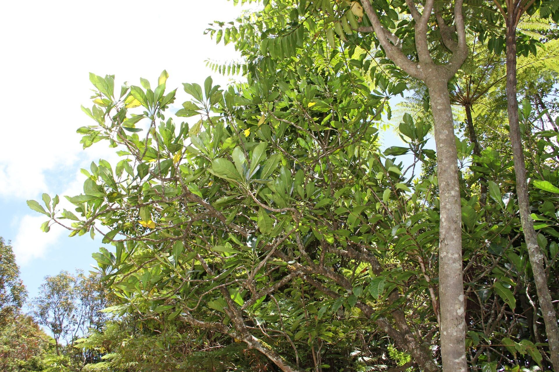 Chionanthus pedunculatus habit