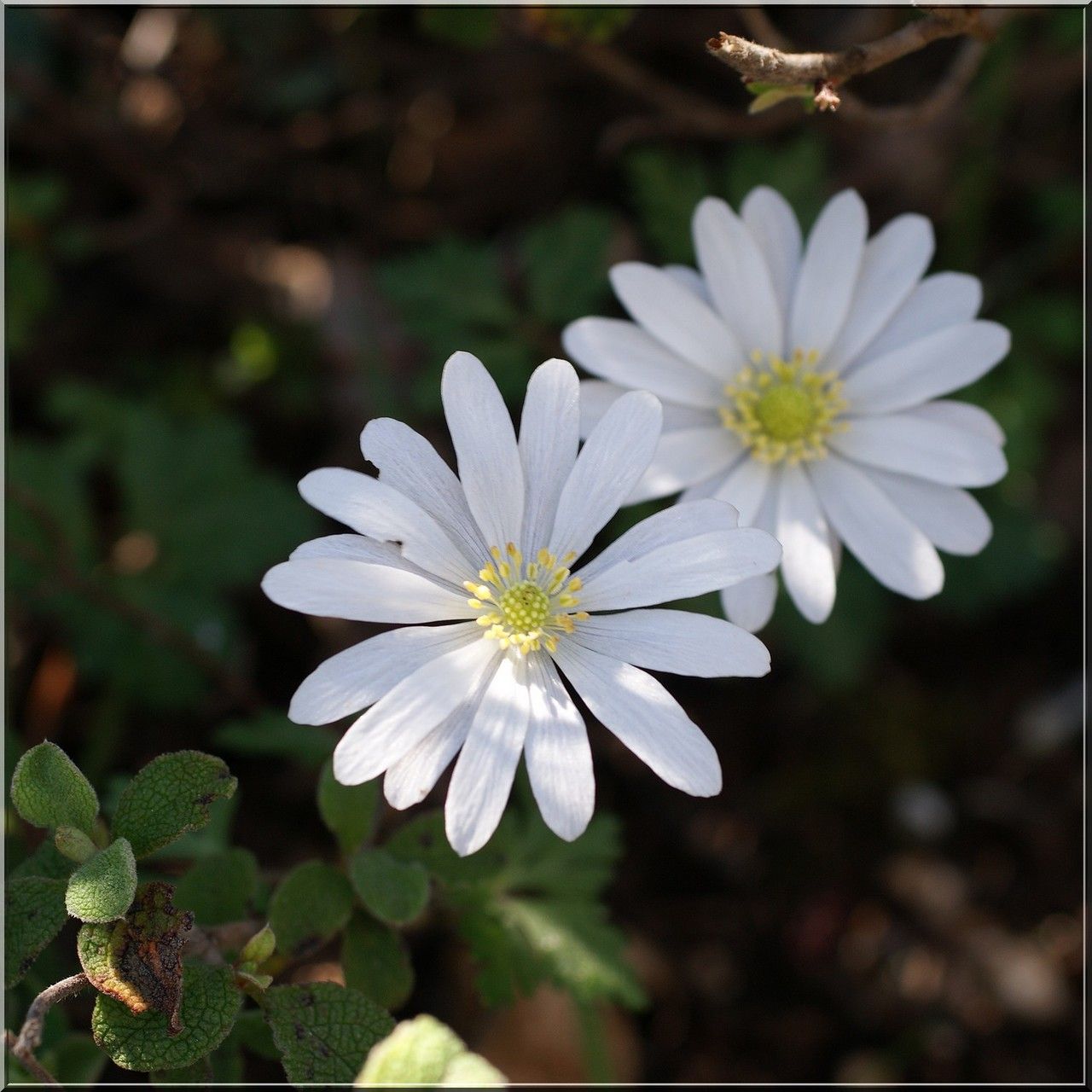 Anemone apennina flower