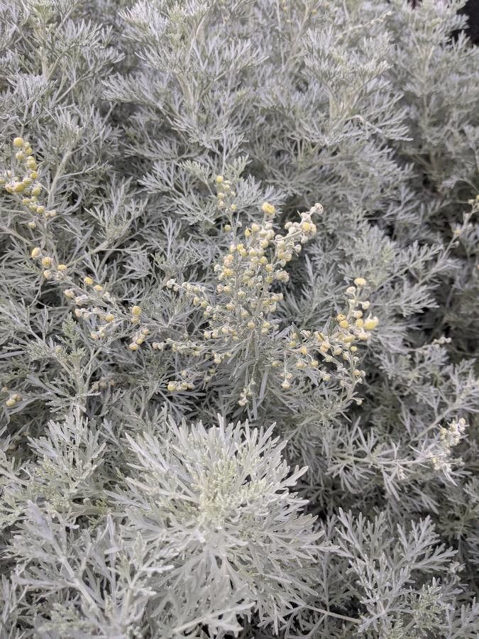 Artemisia arborescens flower