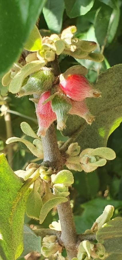 Erianthemum dregei fruit