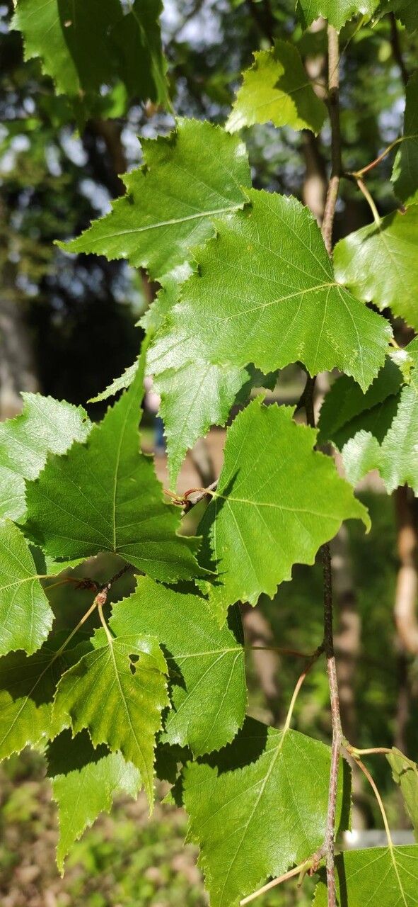 Betula populifolia leaf