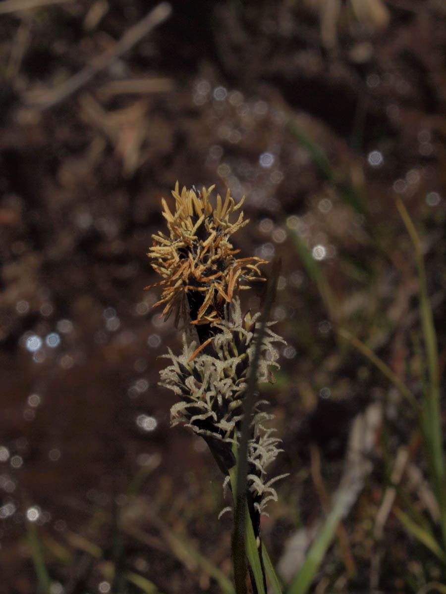 Carex paysonis fruit