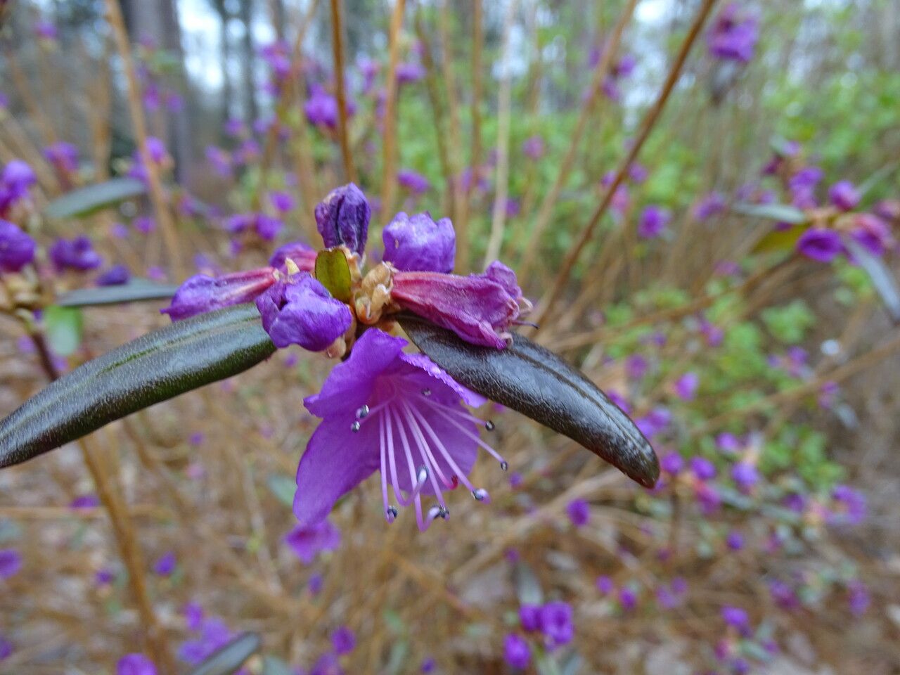 Rhododendron dauricum flower