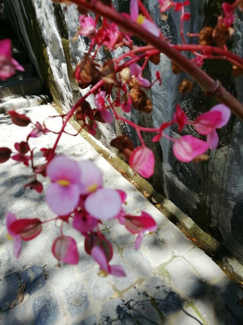 Begonia hydrocotylifolia fruit