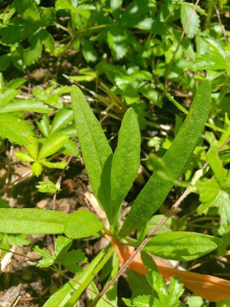 Coreopsis auriculata
