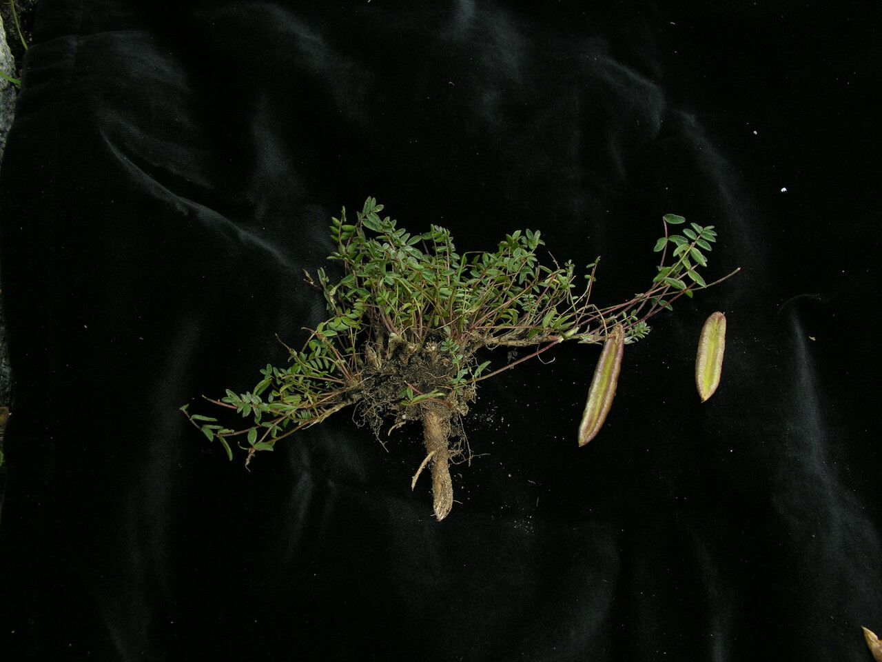 Oxytropis duthieana — houseplant care guide