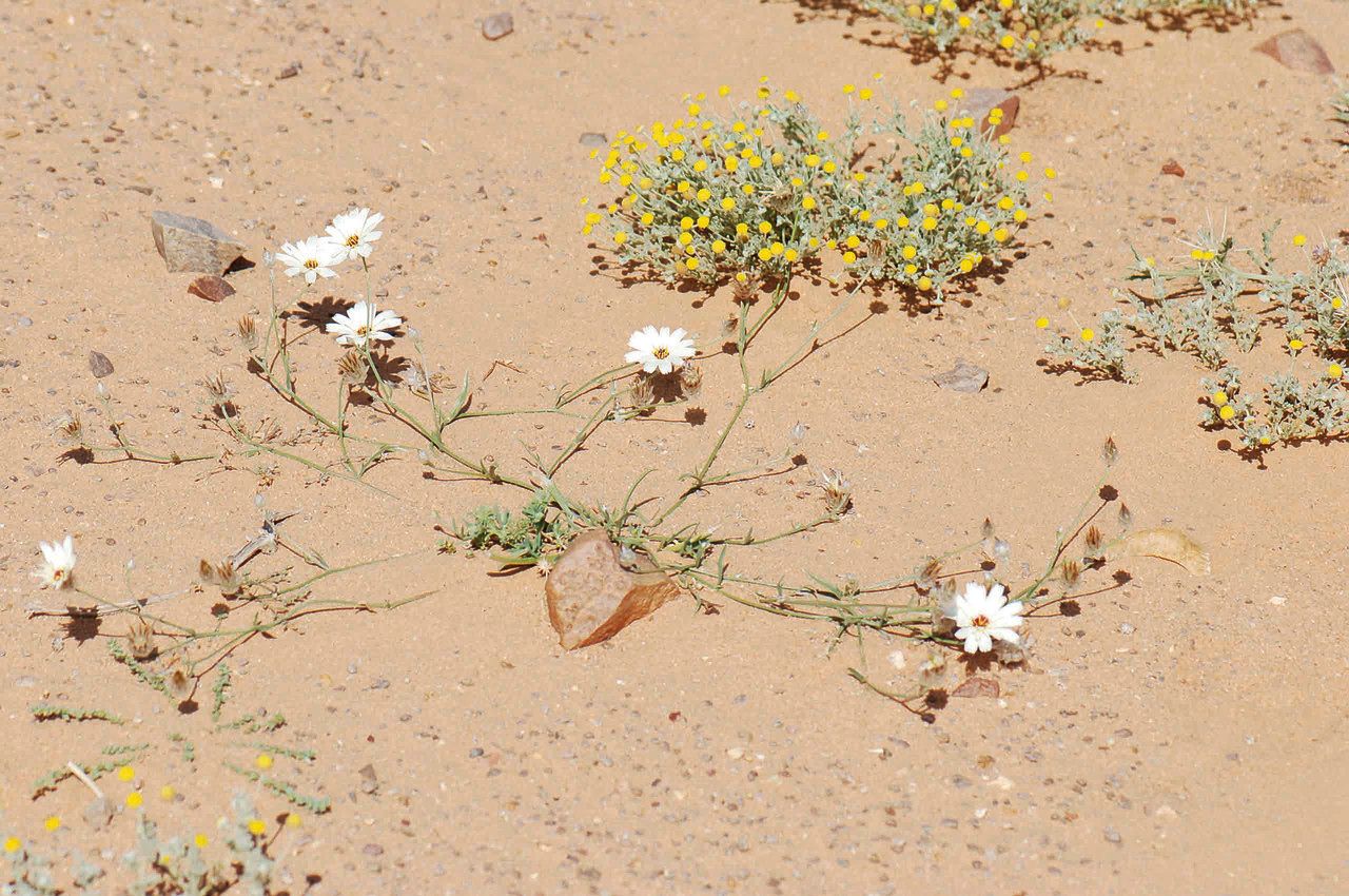 Catananche arenaria habit